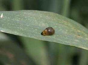 Adult Cereal Leaf Beetles Found, Look Out For Larvae In Wheat Soon